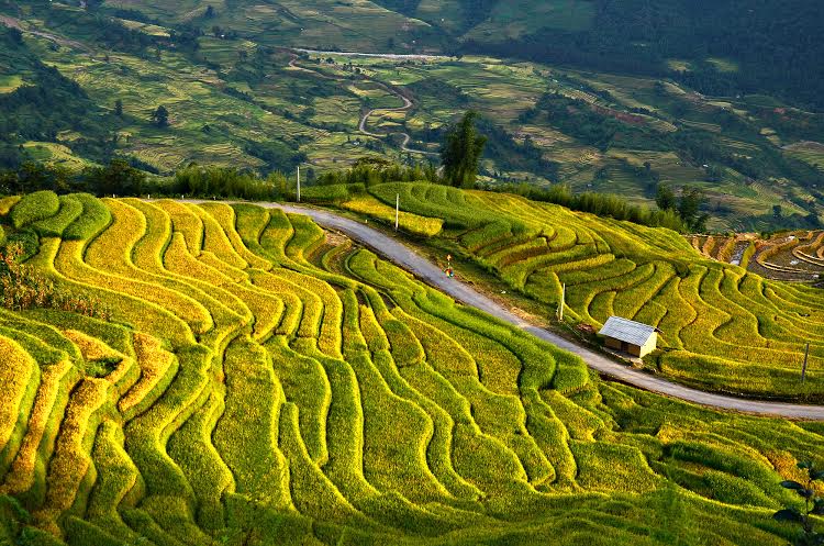 RuongbacthangYTi
